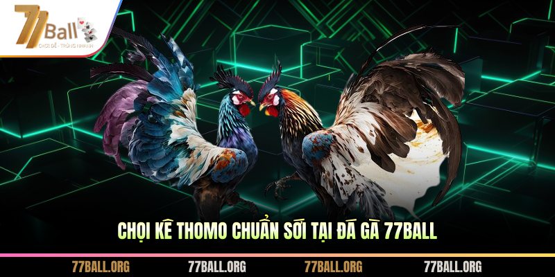 Chọi kê Thomo chuẩn sới tại đá gà 77BALL