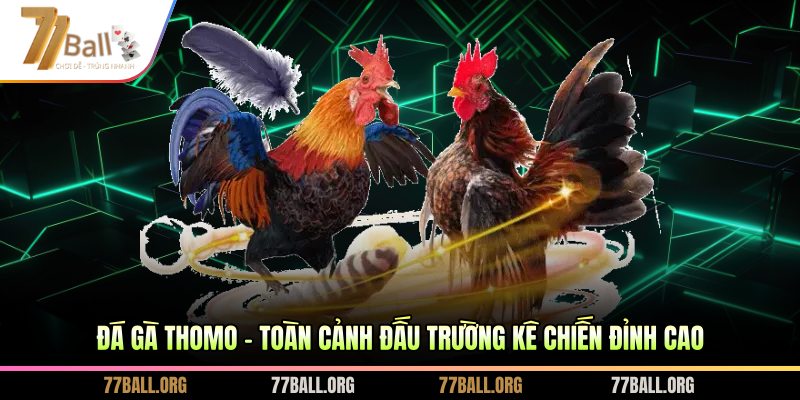 đá gà Thomo