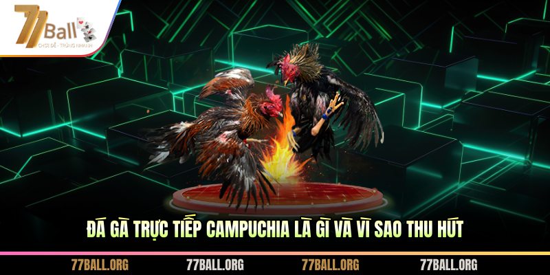 Đá gà trực tiếp Campuchia là gì và vì sao thu hút