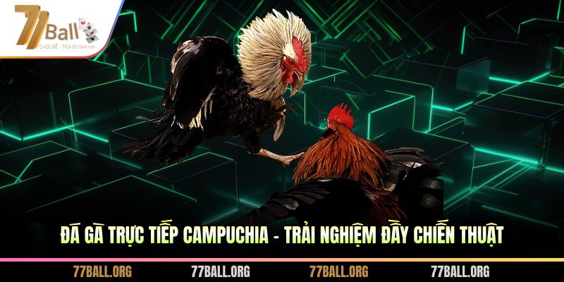 Đá gà trực tiếp Campuchia