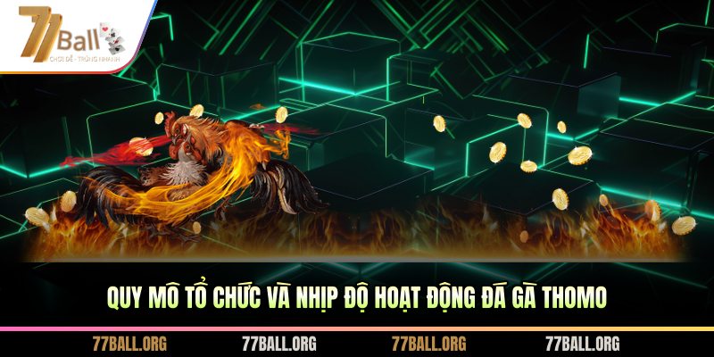 Quy mô tổ chức và nhịp độ hoạt động đá gà thomo
