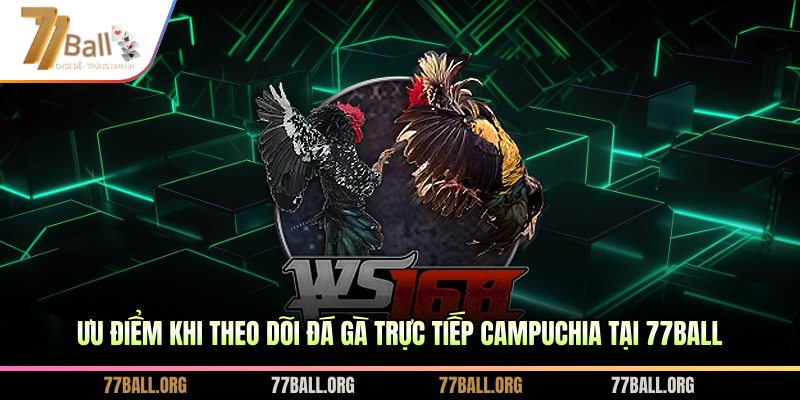 Ưu điểm khi theo dõi đá gà trực tiếp Campuchia tại 77BALL